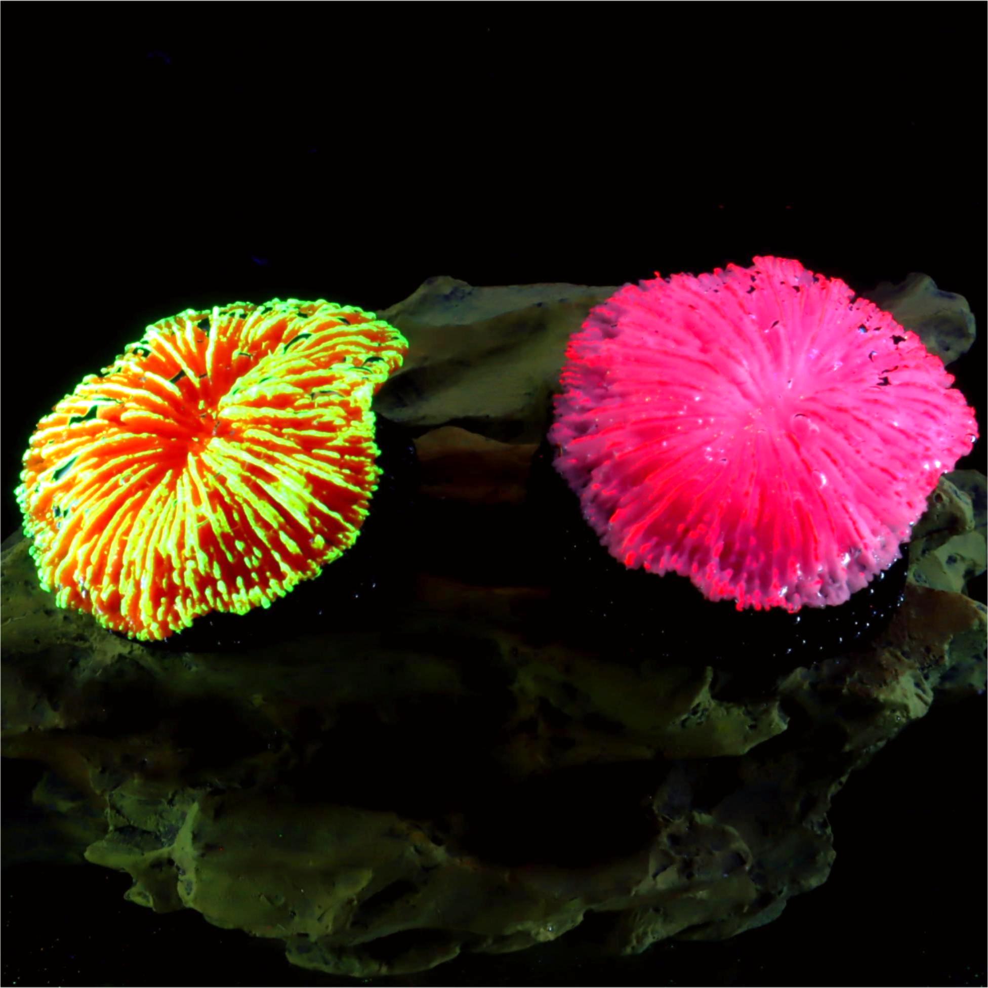 Aquarium Plants Live - 1 Adet Akvaryum Dekorasyonu Testere Mercanı,