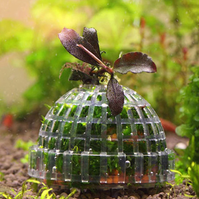 Live Plant Aquarium - .1 Adet Su Evcil Hayvan Malzemeleri,