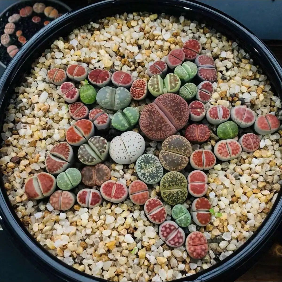 1 adet-250g Doğal Kristaller ç - Plant Aquarium Pot incelemesi ve fiyatı