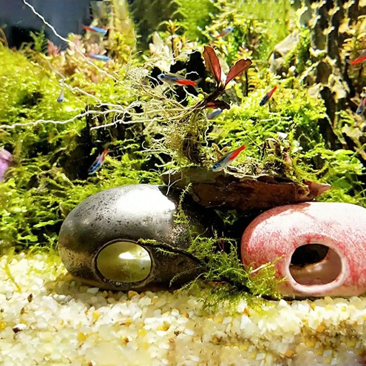 1 adet-250g Doğal Kristaller ç - Plant Aquarium Pot incelemesi ve fiyatı