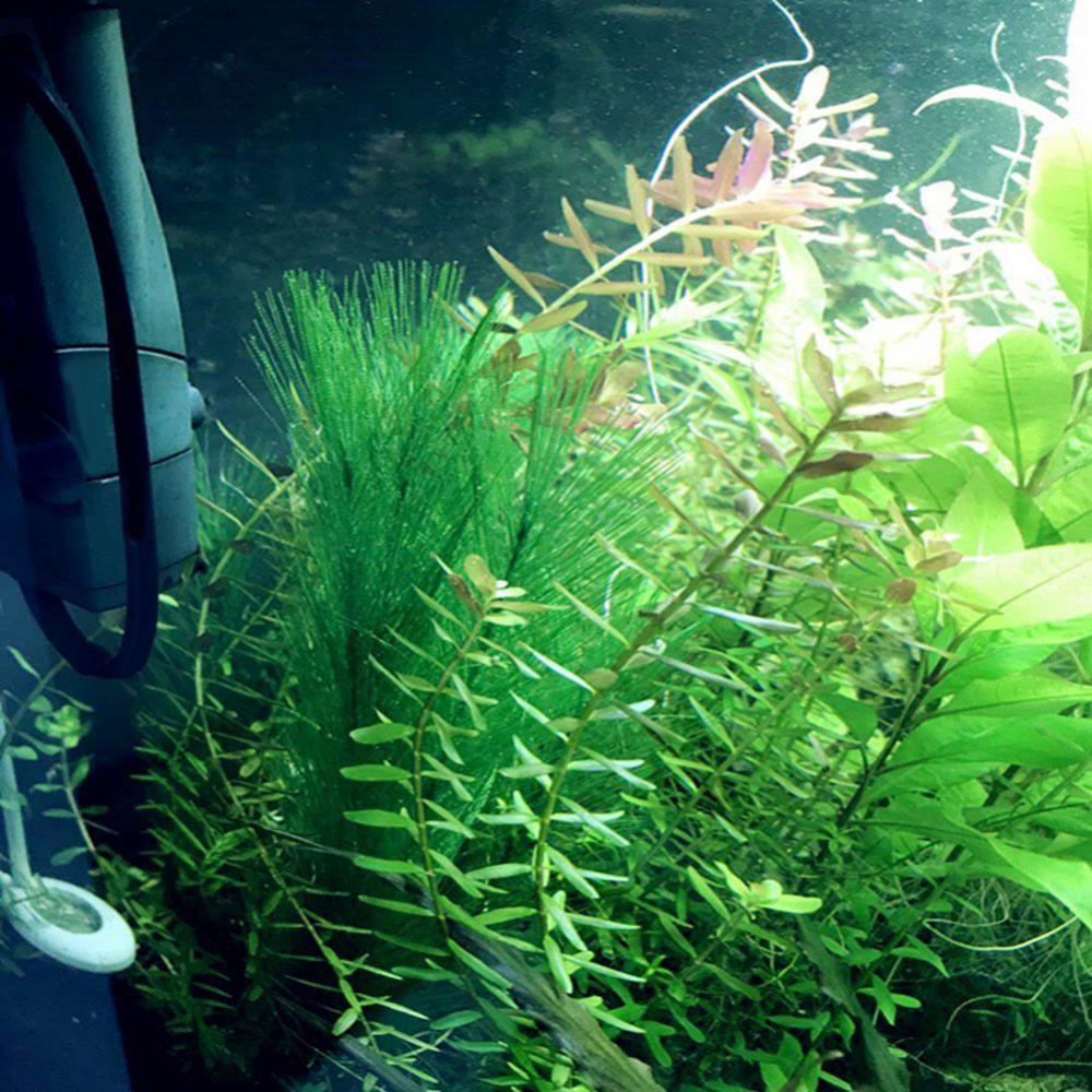 1/3 adet 28/40cm akvaryum balı - Aquarium Plants Live incelemesi ve fiyatı