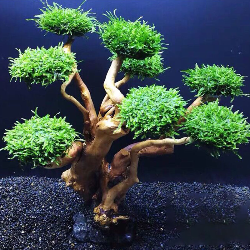 Balık tankı yeşillendirme ahşa - Aquarium Driftwood incelemesi ve fiyatı