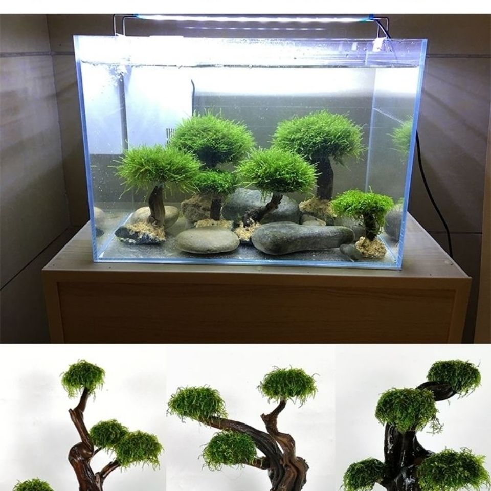 Balık tankı yeşillendirme ahşa - Aquarium Driftwood incelemesi ve fiyatı