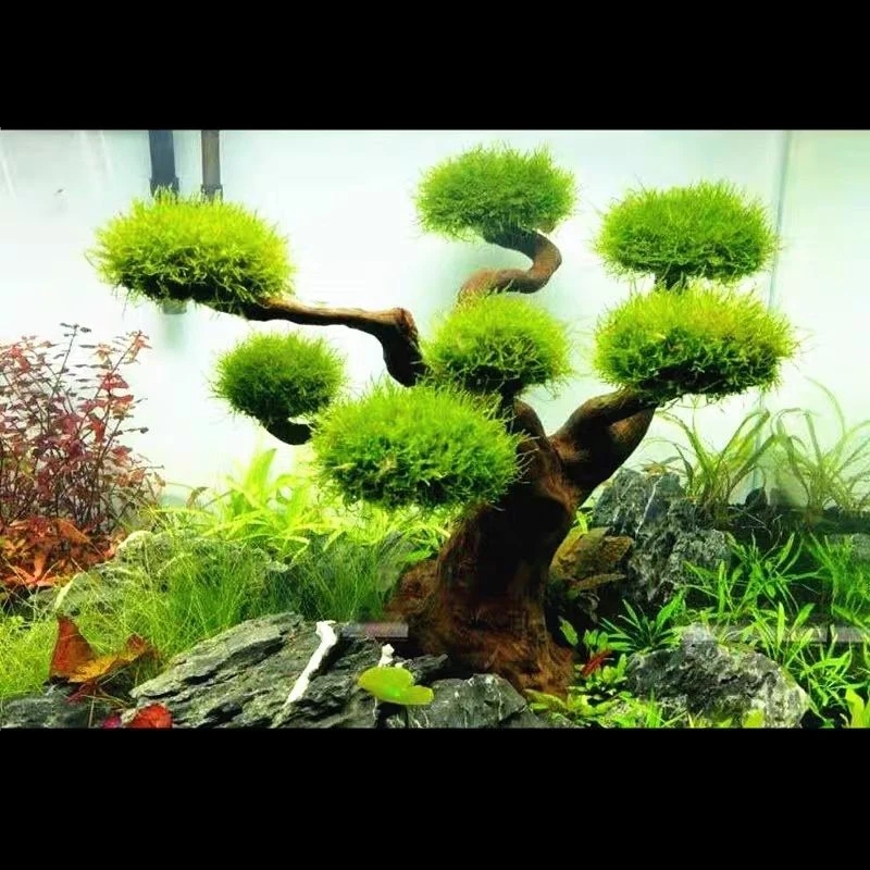 Akvaryum Driftwood Peyzaj Deko - Aquarium Plant Substrate incelemesi ve fiyatı