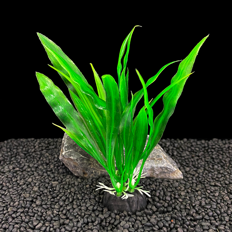 6 adetlik paketler halinde sun - Aquarium Plants Live incelemesi ve fiyatı